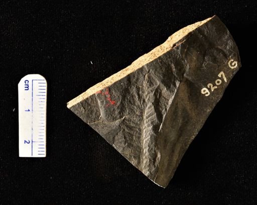 Cladophlebis sp.