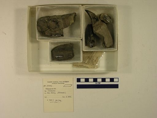 Mosasaurus sp.