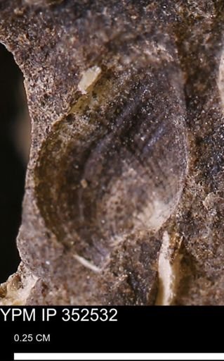 Parallelodontidae?