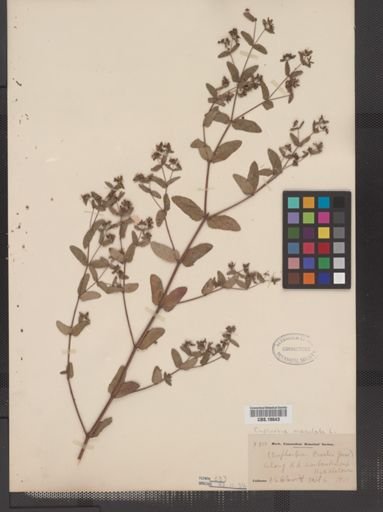 Euphorbia maculata