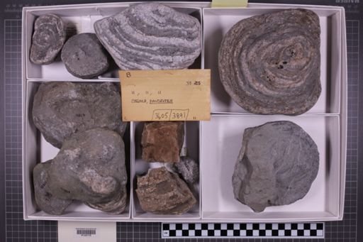 mixed taxa, stratigraphic collection