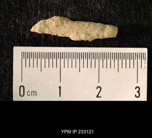 Archaeocidaris sp.