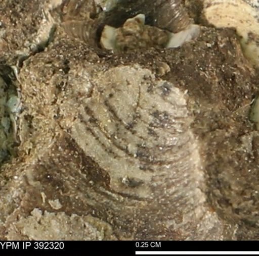 Protocardia subquadrata