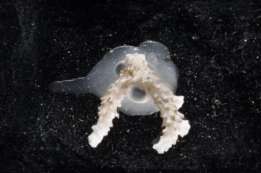 Lagenicella punctulata