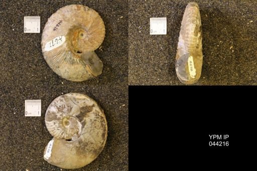 Hoploscaphites nicolletii