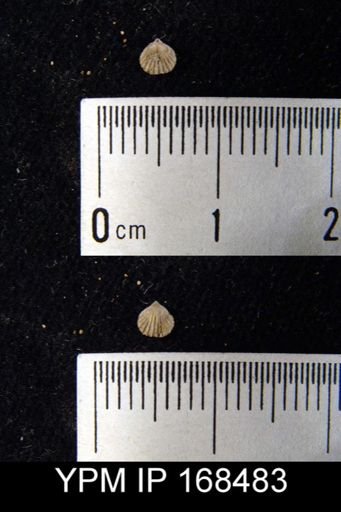 Atrypina?