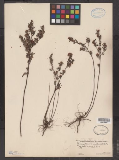 Helianthemum canadense