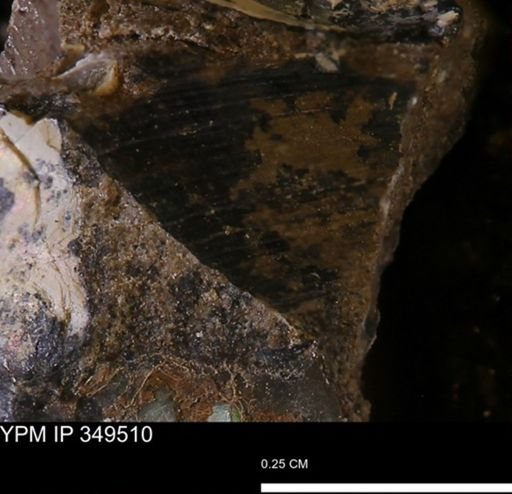 undet. Mollusca