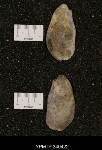 Ostrea glabra