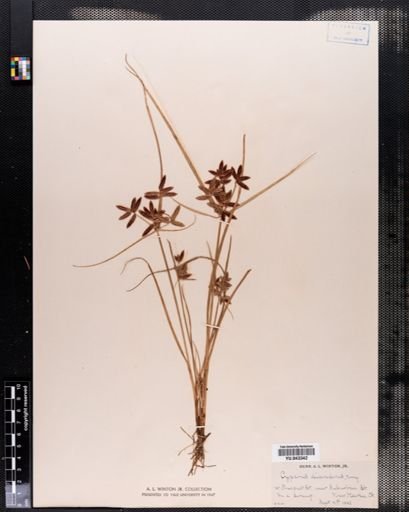 Cyperus diandrus