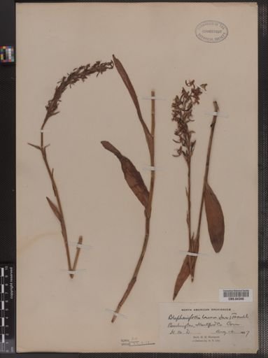 Blephariglottis lacera