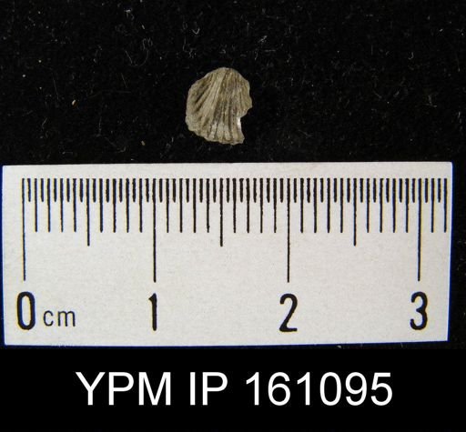 Dalmanella testudinaria