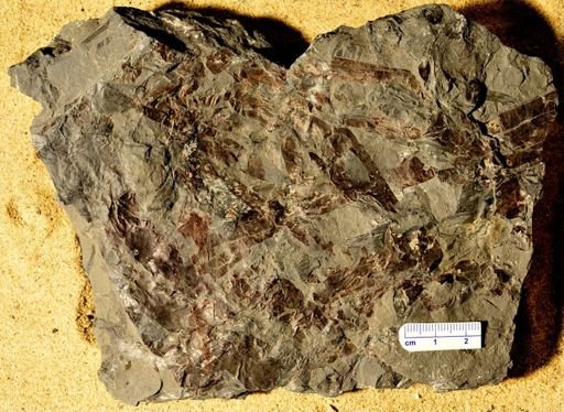 Stigmaria sp.
