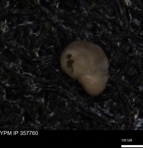 undet. Foraminiferida