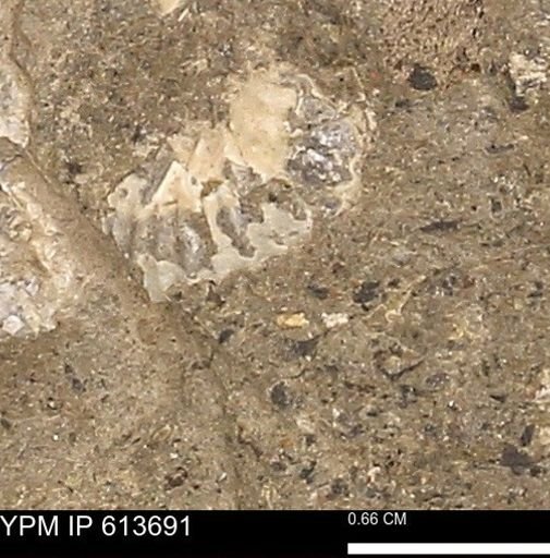 Scaphites sp.