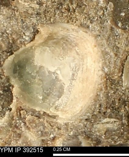 Protocardia subquadrata