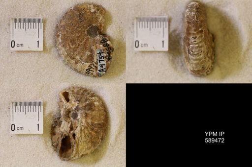 undet. Scaphitidae