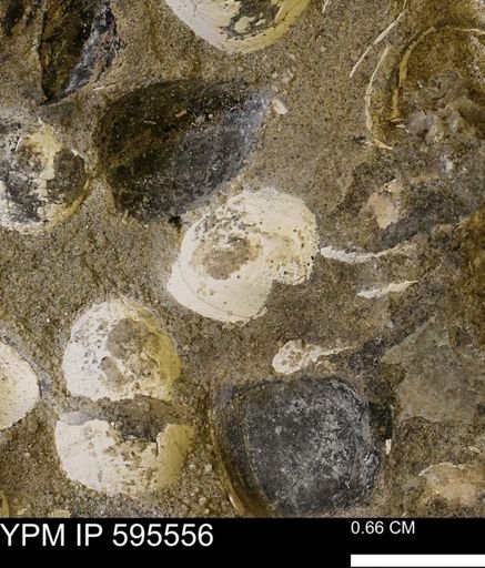 Protocardia sp.