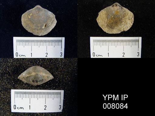 Cleiothyridina sp.
