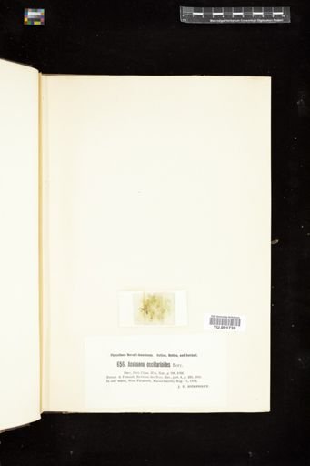 Anabaena oscillarioides