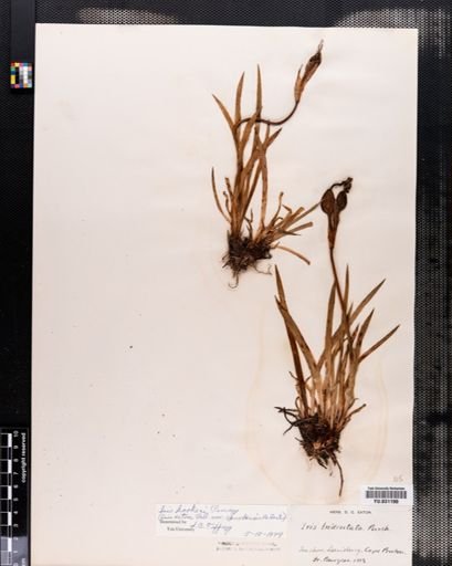 Iris hookeri