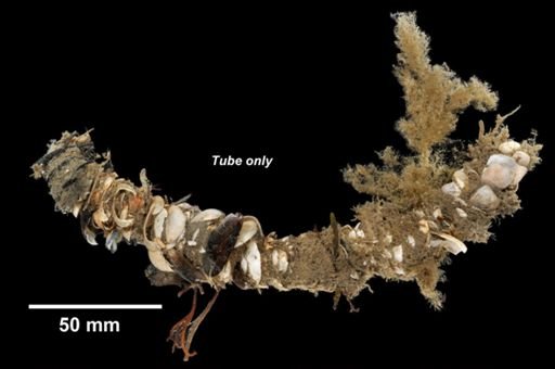 Diopatra cuprea