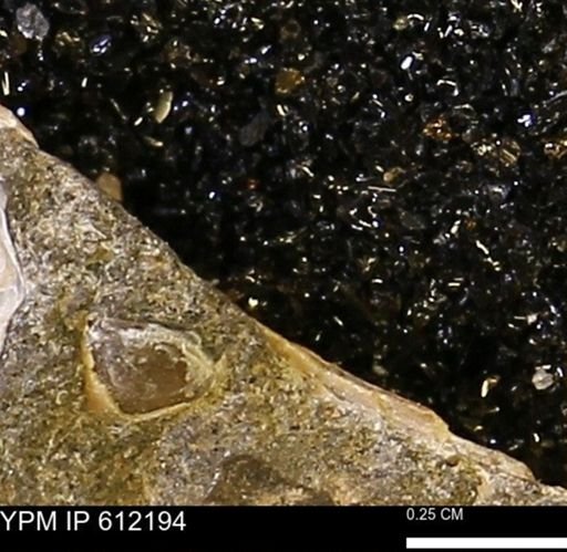 undet. Bivalvia