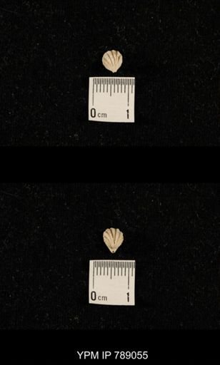 undet. Brachiopoda