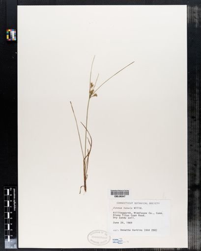 Juncus tenuis