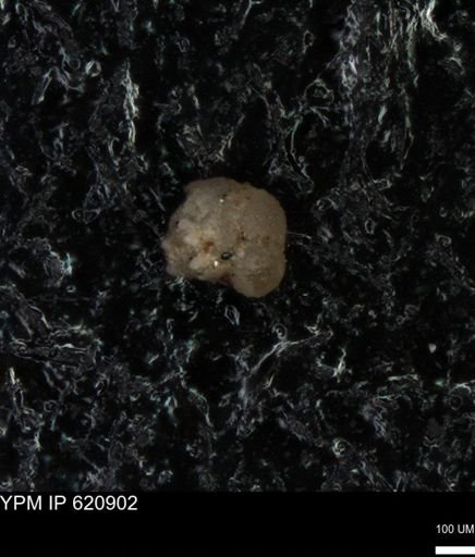 undet. Foraminiferida