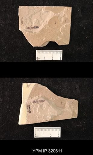 undet. Staphylinidae