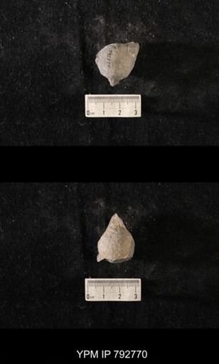 Hindia sphaeroidalis