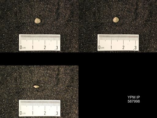 Zygospira modesta