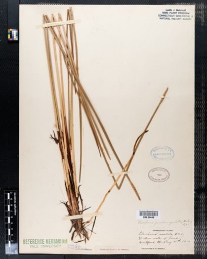 Eleocharis quadrangulata