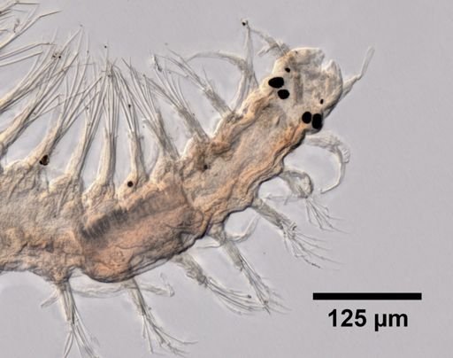 Salvatoria clavata