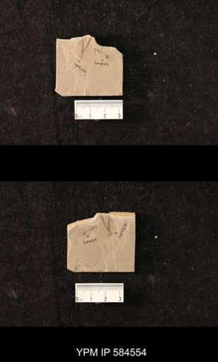 undet. Hymenoptera