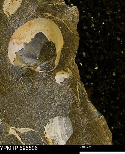Protocardia sp.