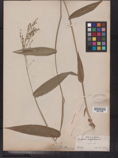 Panicum latifolium