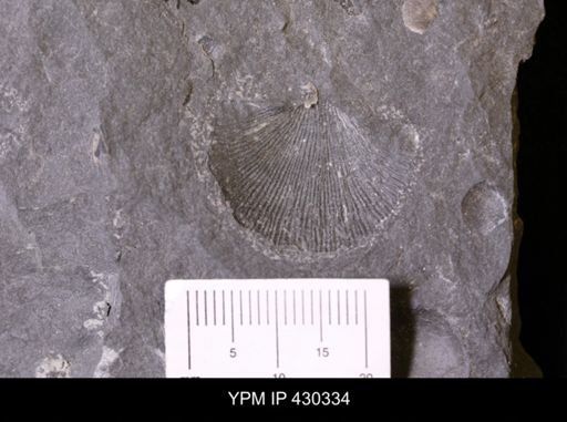Strophodonta sp.