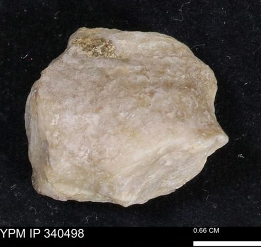 Ostrea glabra