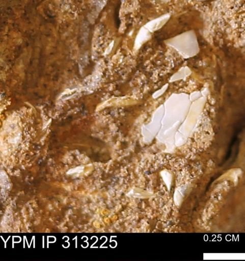 undet. Bivalvia