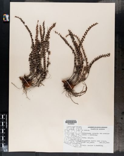 Notholaena