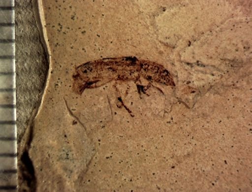 undet. Coleoptera