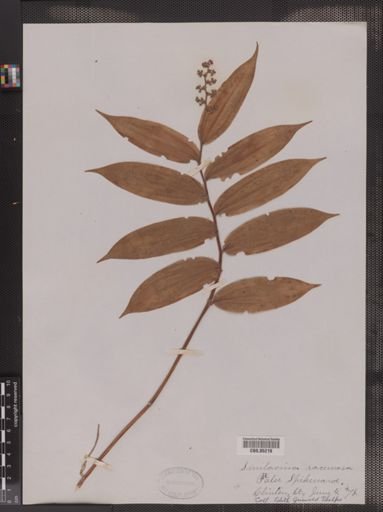 Maianthemum