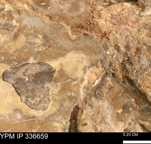undet. Mollusca