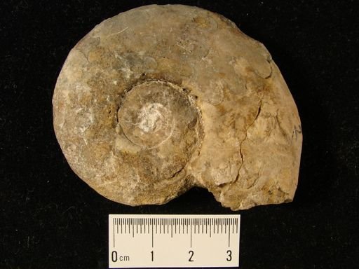 Flemingites russelli