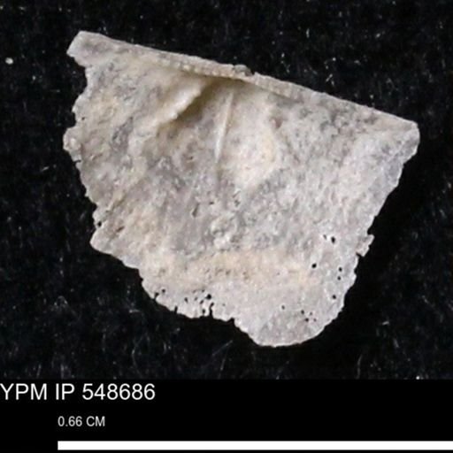 Stropheodonta perplana