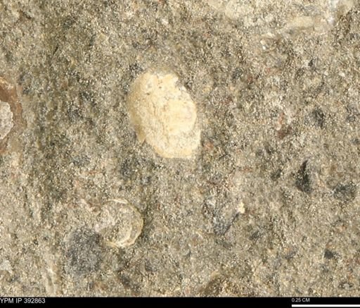 undet. Mollusca
