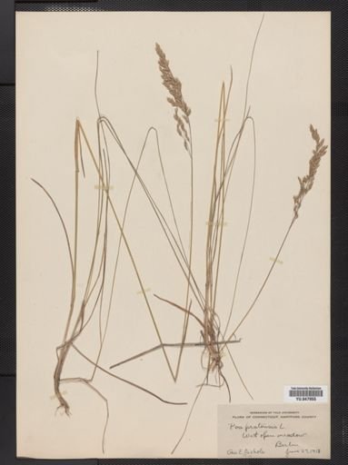 Poa pratensis