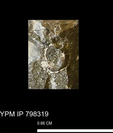undet. Mollusca